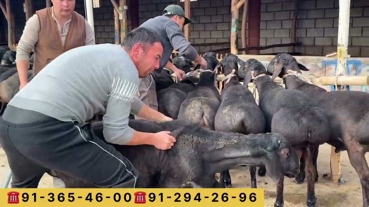 👑100% ELITA XISORI | 90-SM 10-OYLIK NASL | O‘RTA OSIYODA TOP ZOT 💎