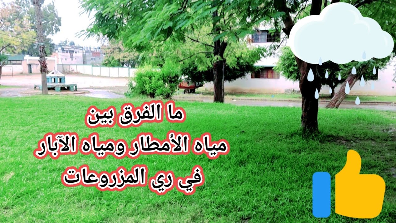 مياه الأمطار ومايميزها عن مياه الآبار في الري