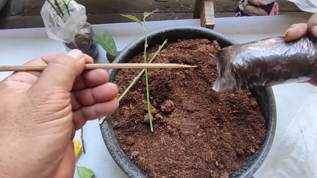 Paramihin Ang Lemon Tree Gamit Ang Cuttings (Grow Lemon Trees from Cuttings)- English Subtitle