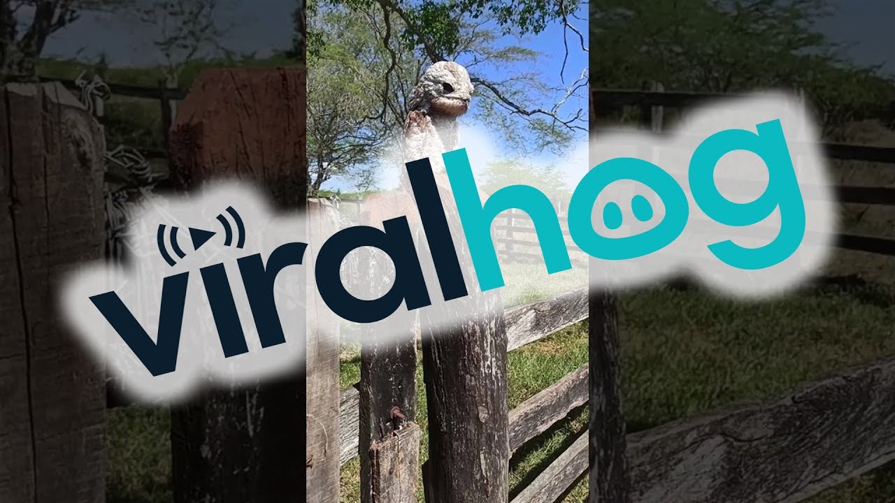 Uruta&uacute; Nictibian Ghost Bird Perches on A Fence Post || ViralHog