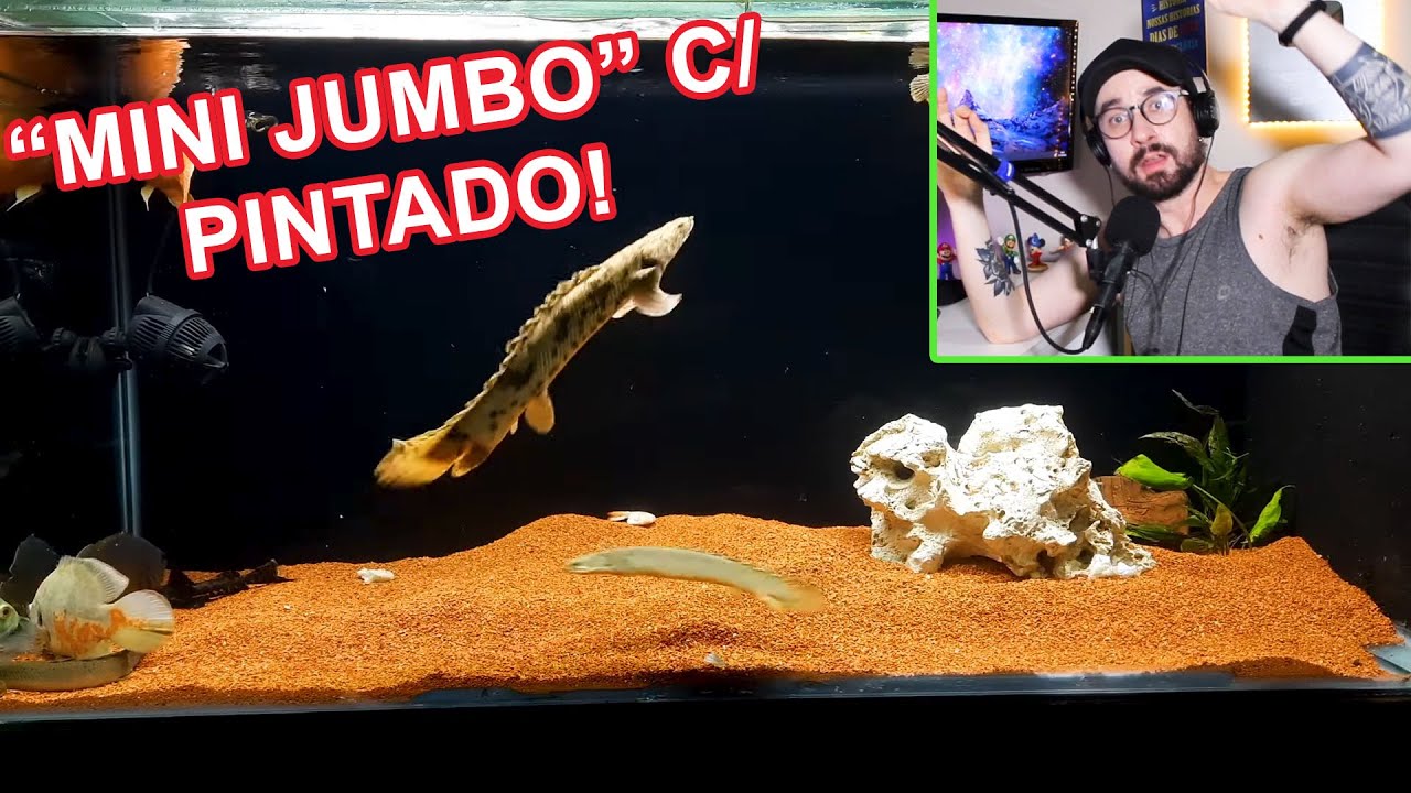 AQUÁRIO JUMBO, NEM TÃO JUMBO ASSIM, COM PINTADO, OSCAR, POLYPTERUS E MAIS!