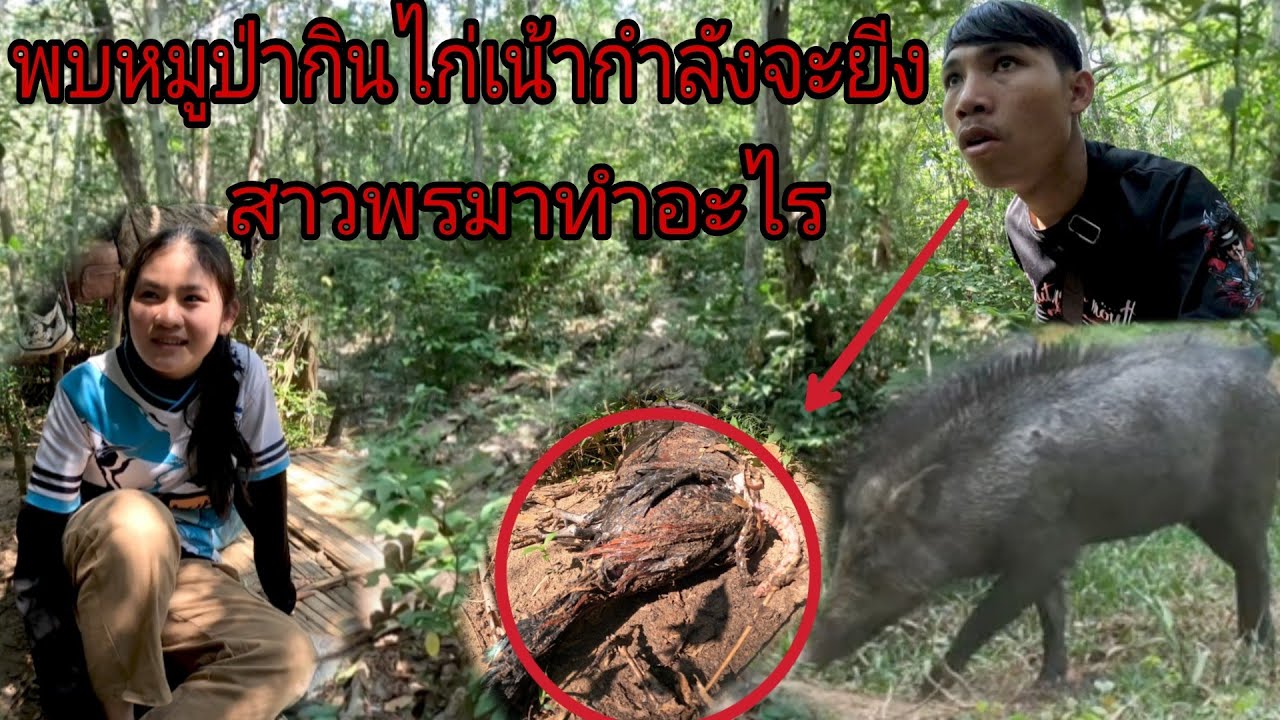 พบหมูป่าตัวใหญ่กินไก่/ພົບຫມູປ່າກິນໄກ່ປ່າวัตถุดิบอาหารปลา