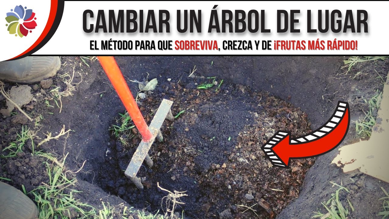 🌳 Cómo TRASPLANTAR un ÁRBOL, que crezca MUY RÁPIDO y nos dé MUCHA FRUTA 🍊🍋🍑