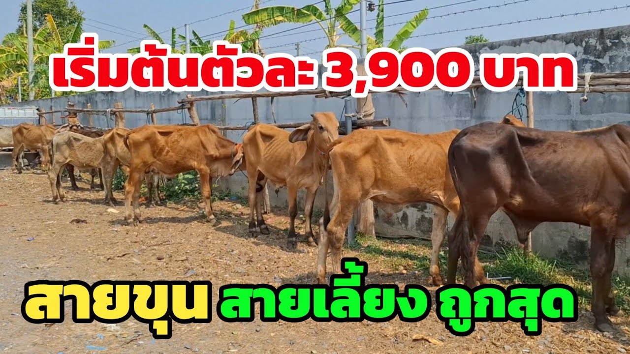 ของดีราคาถูก สายขุน-สายเลี้ยง เริ่มตัวละ 3,900 บาท | 23 ก.พ.69| วัวเล่ วัวกัส เพชรน้ำหนึ่งขายถูกสุดๆ