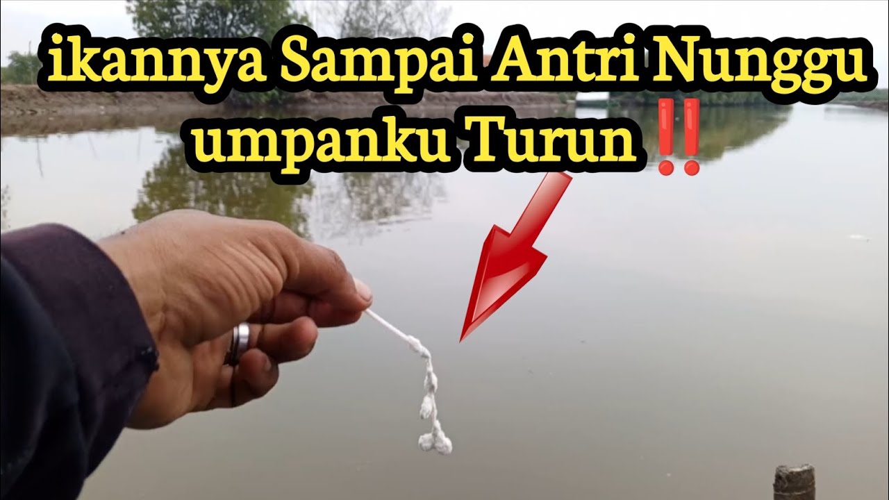 Pemancing Mana Yang Ga Tergoda Jika Spotnya Gacor Kaya gini