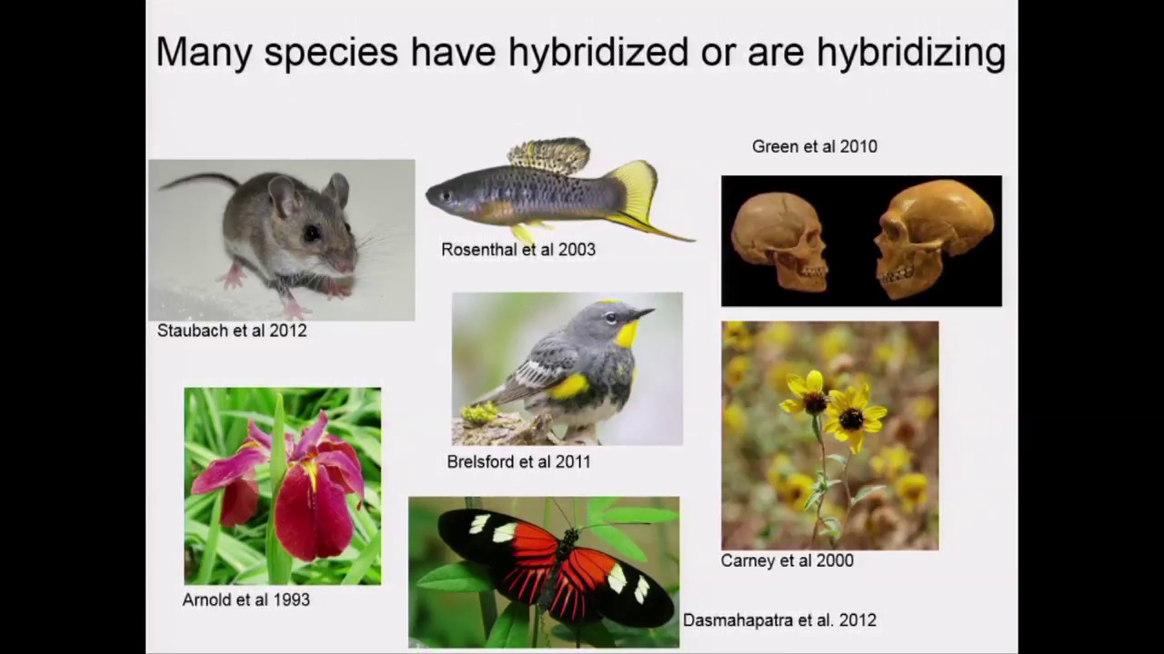 Schumer: Assortative mating and hybrid incompatibility in natural hybrid populations