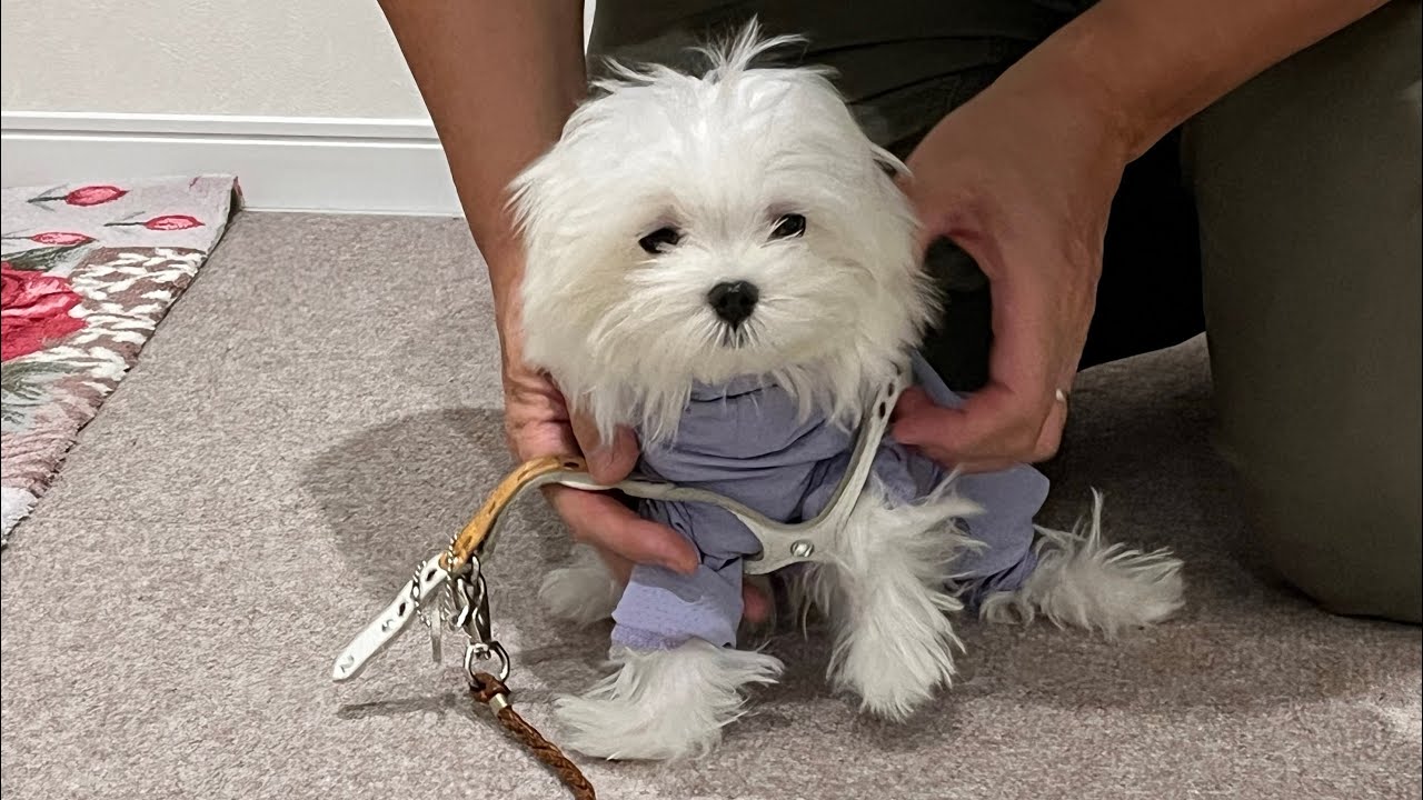 9/13〜9/19 おーぽー🐶🐶