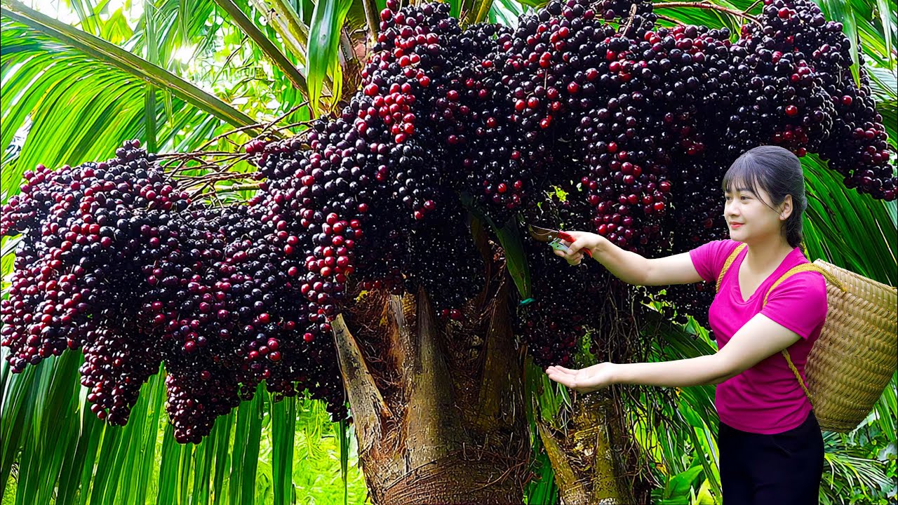 So Many Mulberries! Harvesting Sweet Giant Wild Mulberries & Making Village Wine