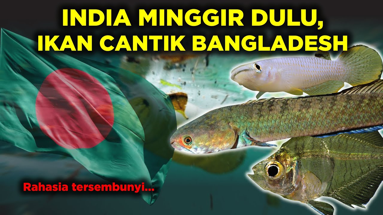 RIVAL ABADI INDIA, INI DIA 5 JENIS IKAN CANTIK DARI BANGLADESH
