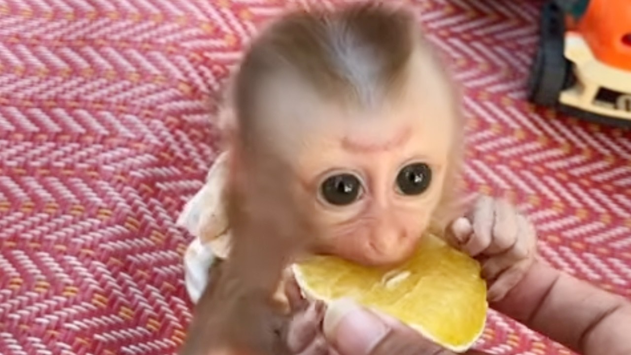 Baby Monkey Mato Throwing Tantrum After Mom Not Permit Accompany