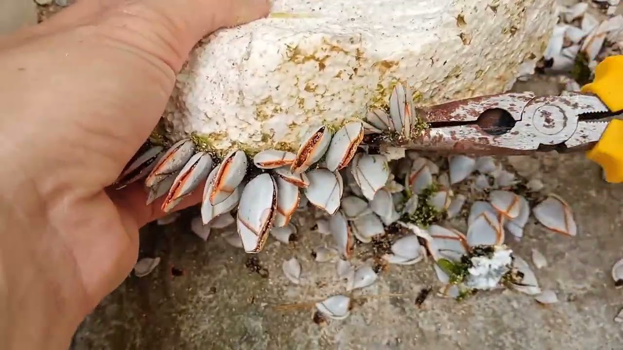 Satisfying ASMR Barnacles Removal – ASMR Cleaning No Talking (P5)