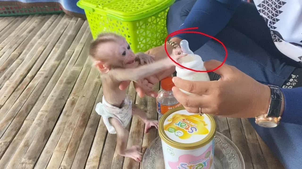 Jeez!! BB DORN Not Calmly Mind To Wait Mom Mixing Milk