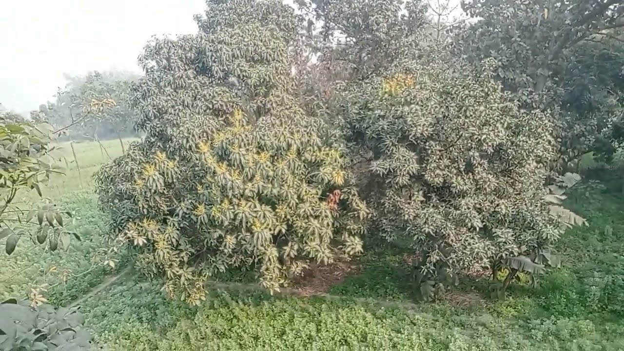 देखिए दोस्तों हमारे बगीचे में आप मुझे लेलिया है#youtubeshort #motivation #trendingshorts #r