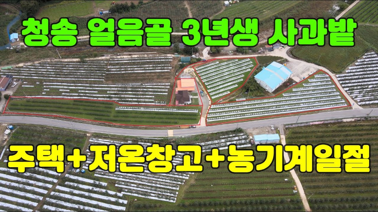 매물번호 1024)#청송 얼음골  3년생사과 주택+저온창고+농기계일절#청송토지#청송사과과수원
