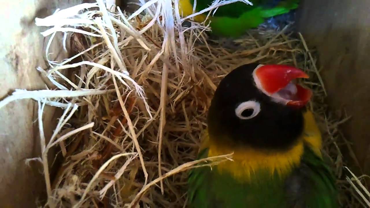 Sbirciando nel nido...