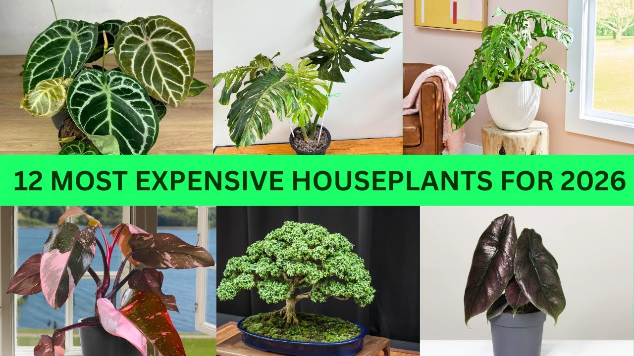 12 Most Expensive Houseplants for 2026 | Rare Houseplants | Expensive Plants Around The World