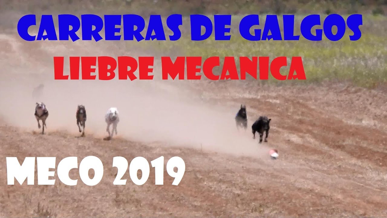 Carreras de galgos con liebre mecánica, Meco 2019