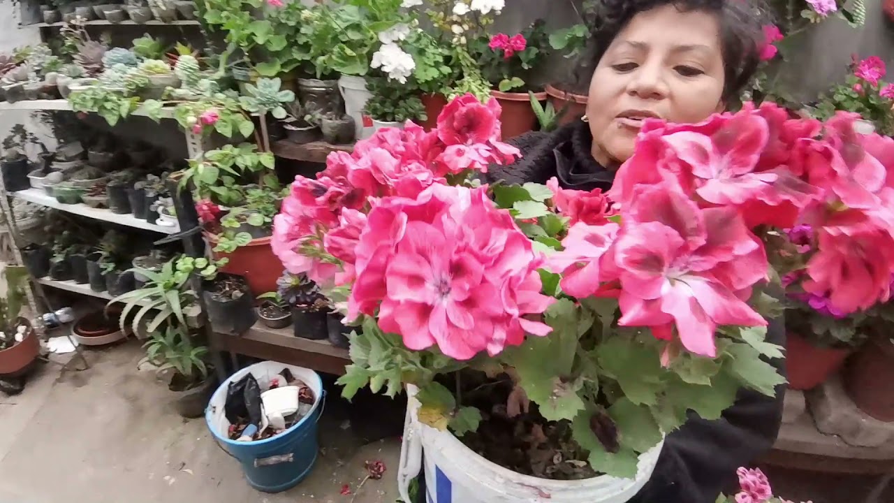 ESTE ES EL RESULTADO DE MIS GERANIOS DESPUÉS DE FUMIGARLOS😊🌺