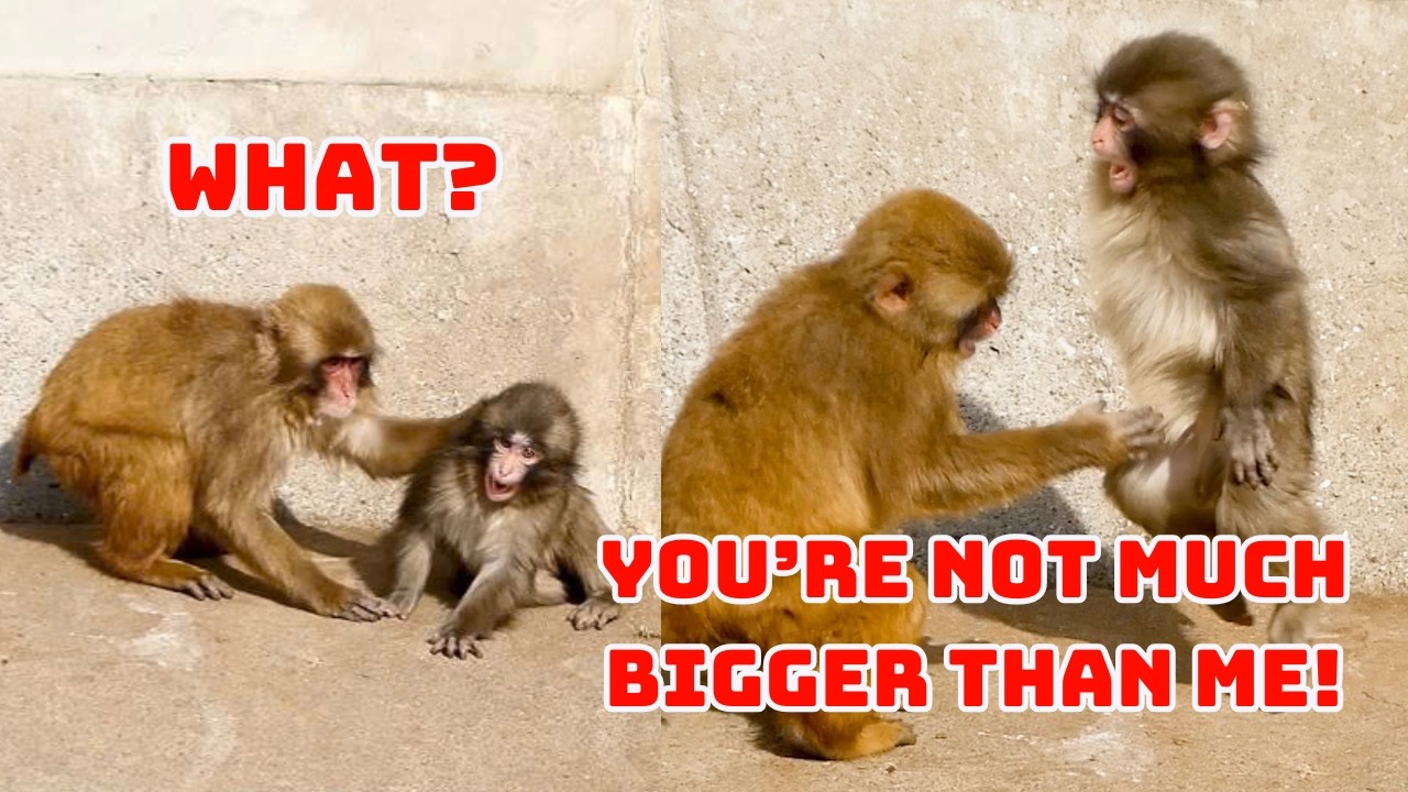 Punch Fights Back – You’re Not Much Bigger Than Me!
