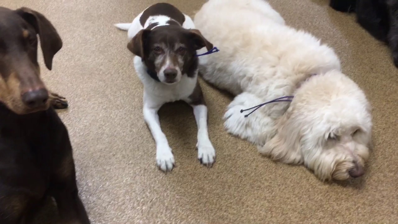 The Argos Quality of Dog Training