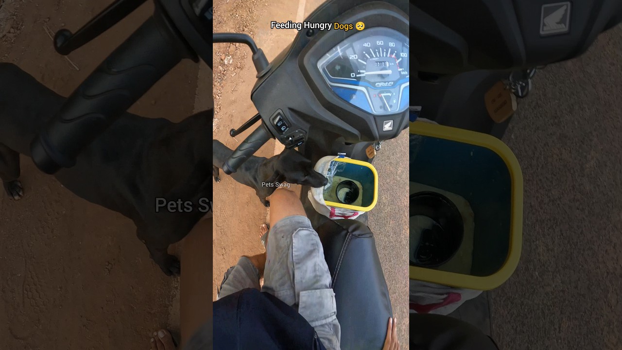 Feeding stray dogs: A simple act of kindness 🥺