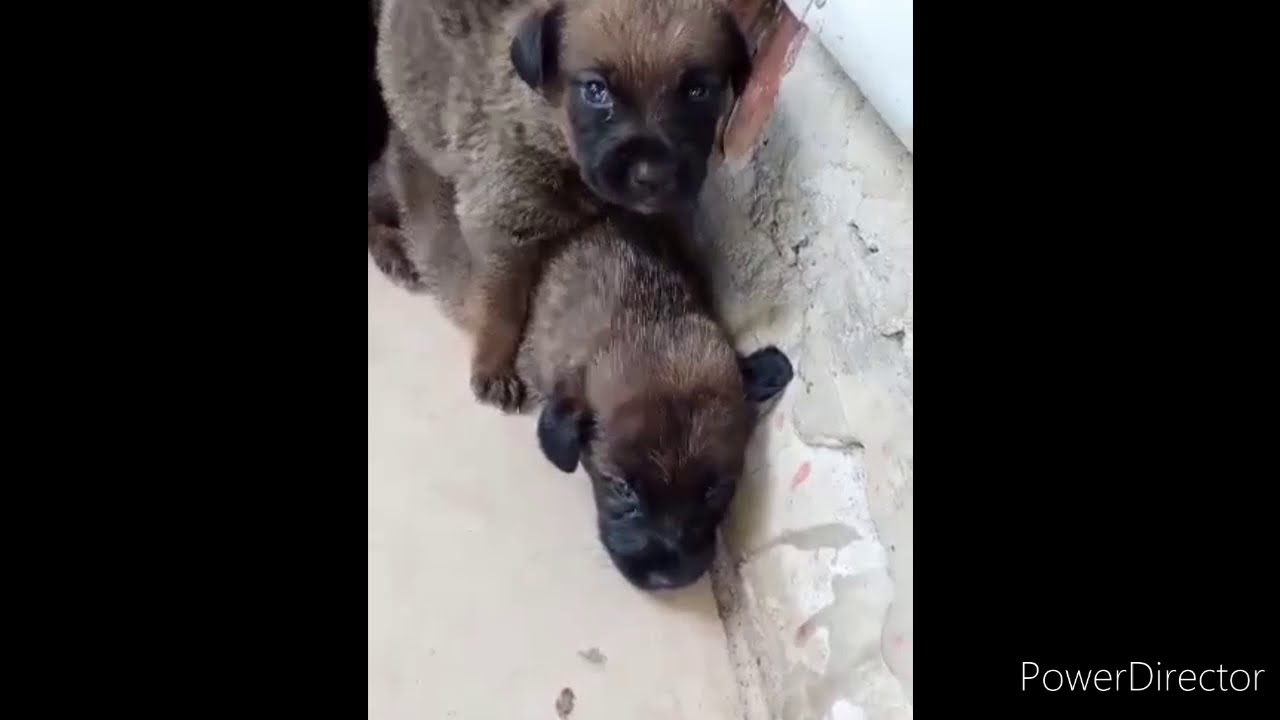 Mix Labrador and Belgian Malinois