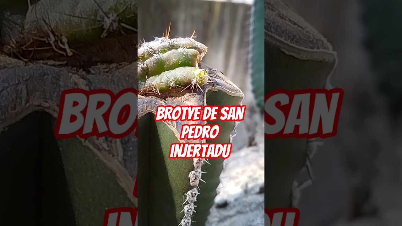 #gracias #cactus injertados dic y nov. de 25 #jardin #cactus #jardinería #plantas #jardin #plants