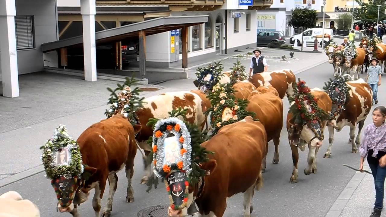 Almabtrieb Schütthofalm 2015