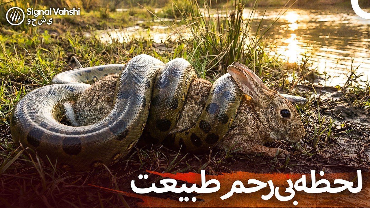 نبرد برای بقا در آفریقا: شکارچی و شکار روبه‌رو | مستند ایرانی حیوانات