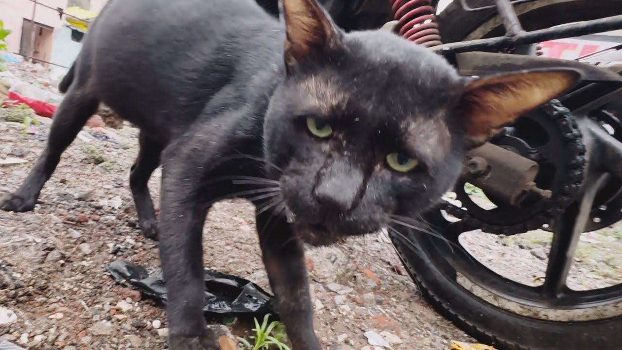 Caught Him Searching for Food in the Garbage… I Had to Help