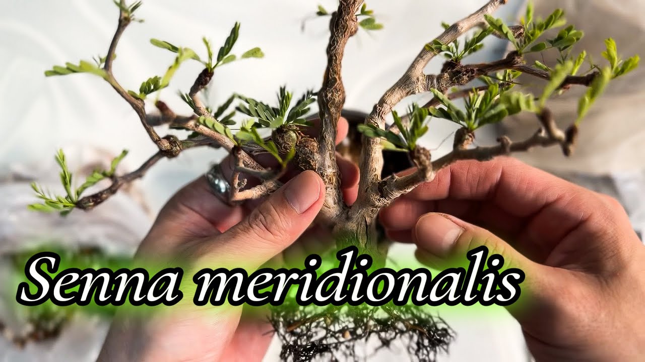세나 분갈이 뿌리정리 가지치기 방법 / SENNA MERIDIONALIS ROOTS CUTTING REPOTTING / CAUDEX PLANT