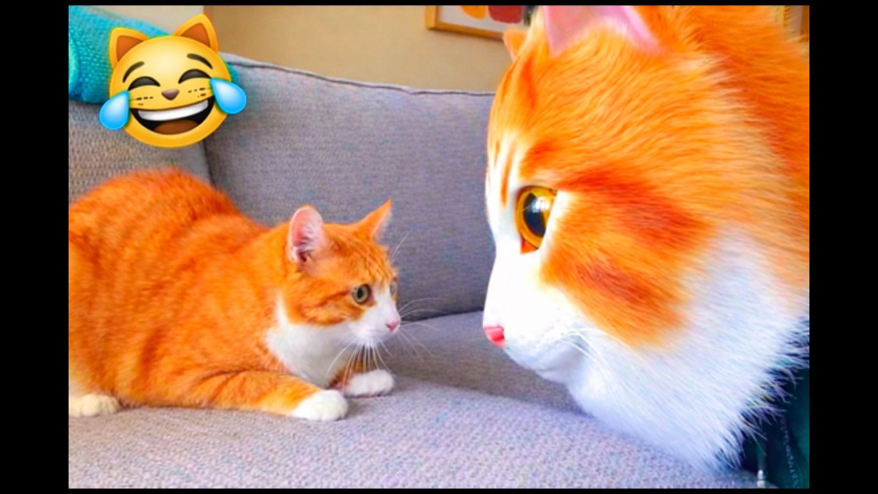 These Cats Made Friends They Definitely Didn’t Plan For 🐱😂 Funny Cat Videos