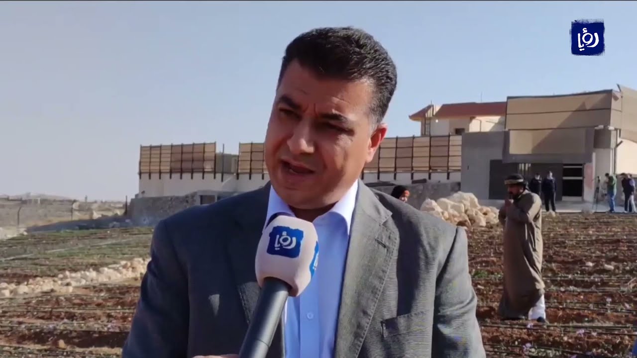 لأول مرة في الأردن.. موسم لجني نبتة الزعفران الثمينة