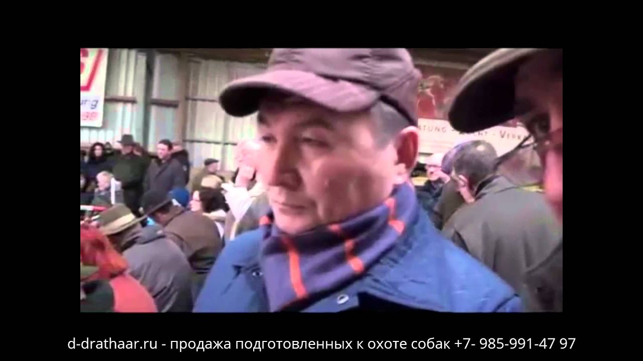 Выставка племенных кобелей породы дойч-дратхаар. Бавария 2015