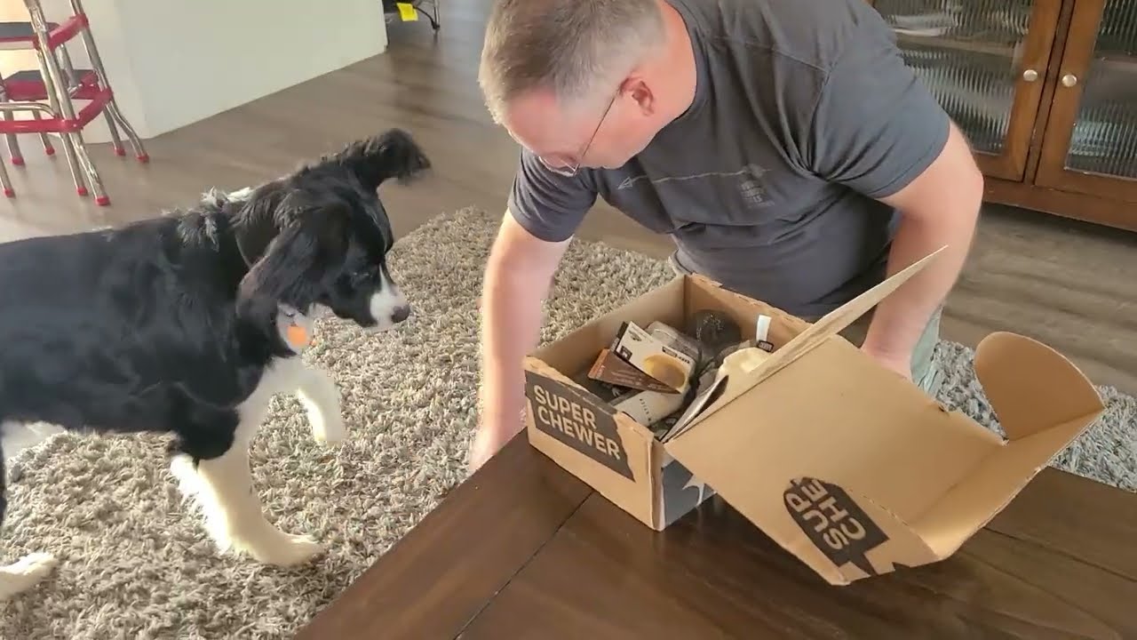 Bark Box June 2022