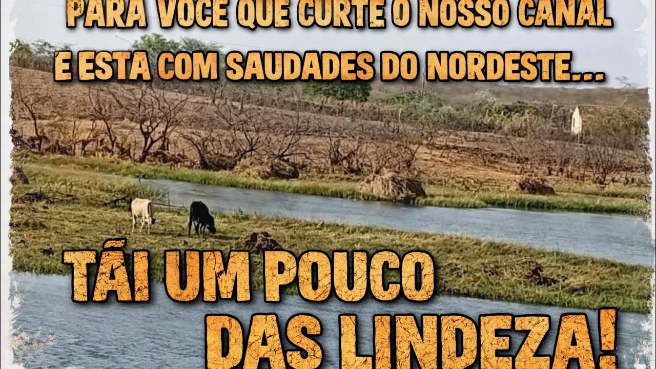 🌵 UM PEDACINHO DO NORDESTE PRA MATAR A SAUDADE 🌾
