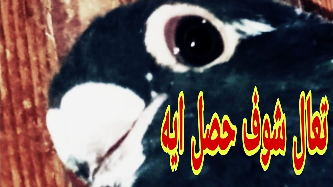 🔴زلزال الاستاذ محمد خليفه#الحمام_الغزار