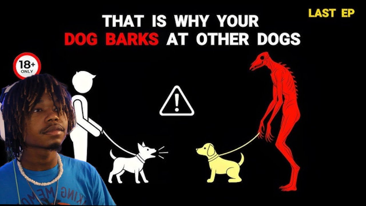5 Dog Analog Horror Videos | Reaction