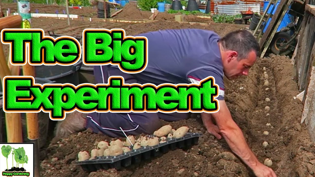 What's Best. Potatoes Grown In The Ground Or Containers? The Big Experiment!