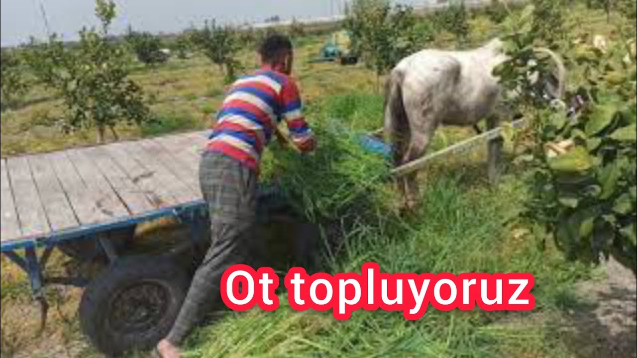 bedava kaba yem köyde hayat var