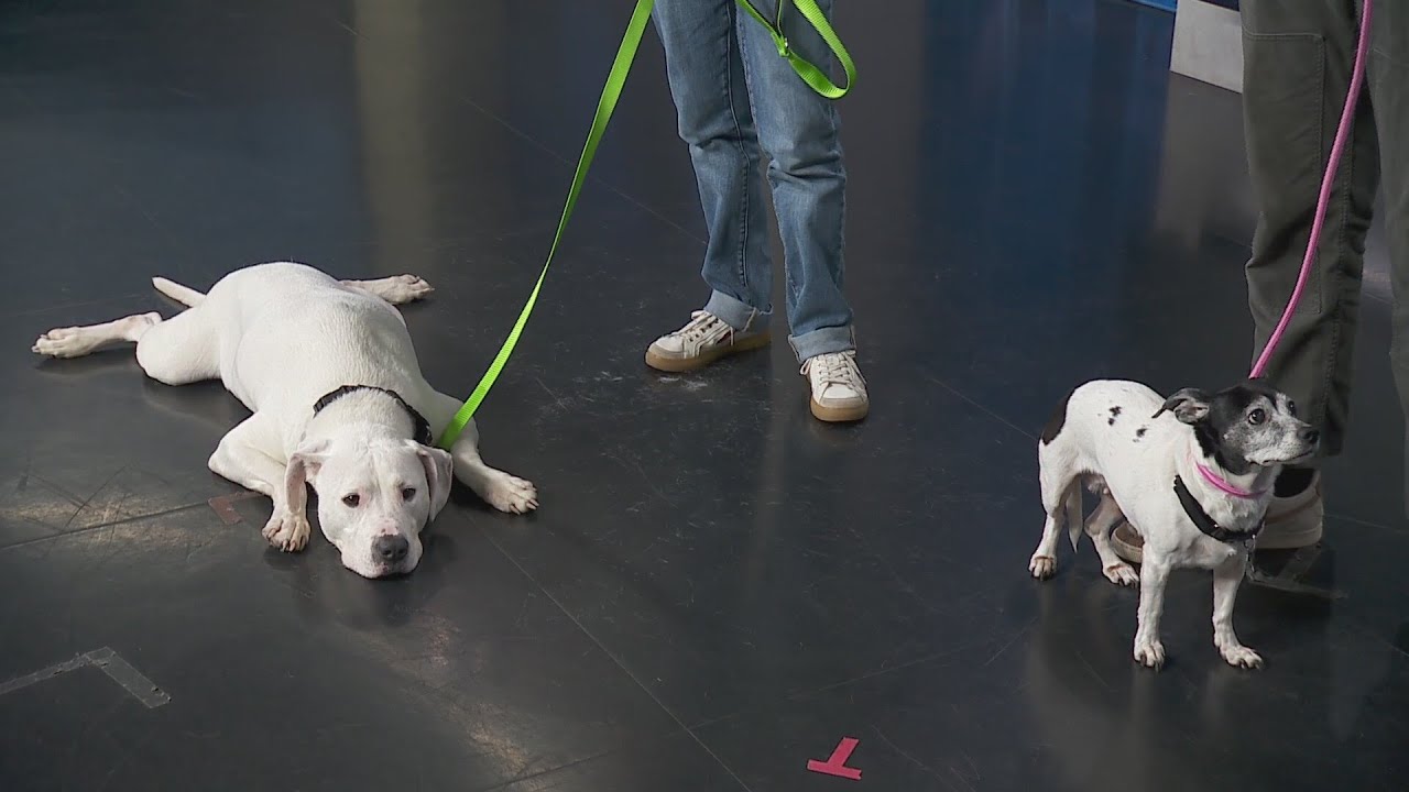 Adopt-A-Pet:  Animal Care League Adoption