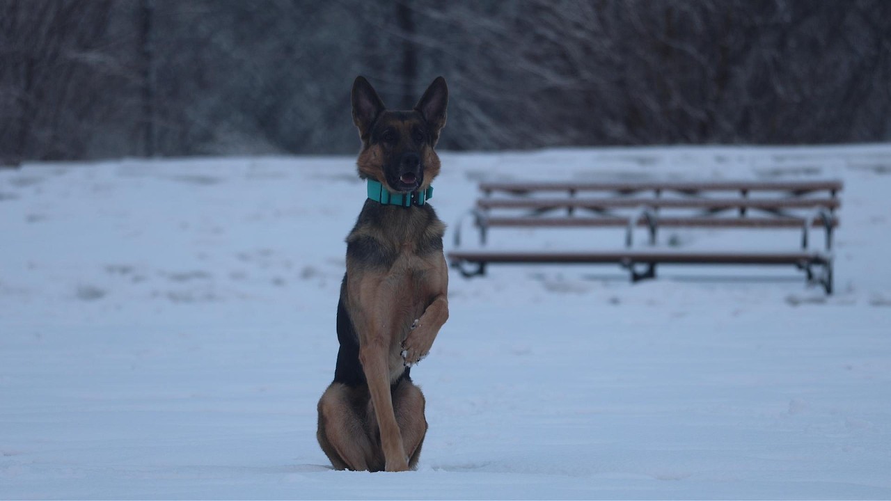 German Shepherd – Ultimate Working Dog… Or A Huge Mistake?