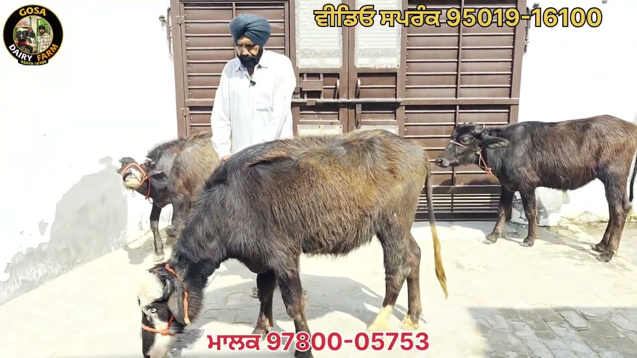 3 ਕੱਟੀਆ ਵਿਕਾਊ 27000 ਹਜ਼ਾਰ ਦੀ ਕੱਟੀ 