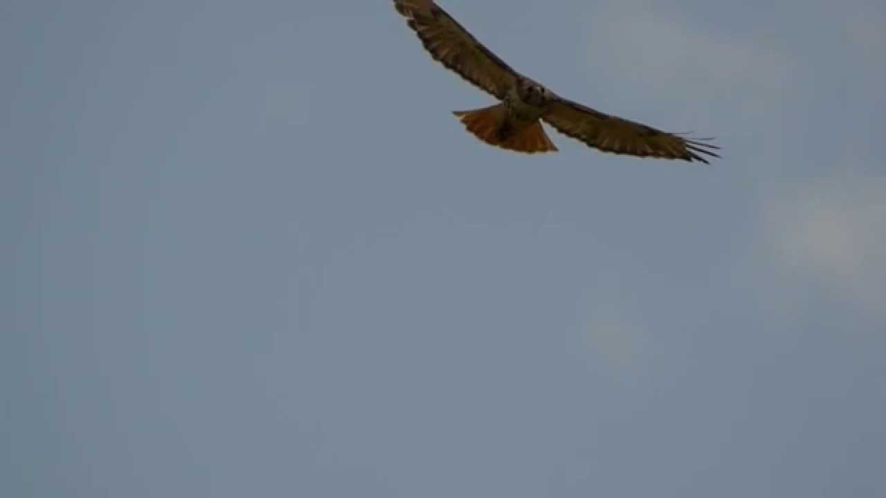 Red-tailed Hawk Soaring, 7/11/2014