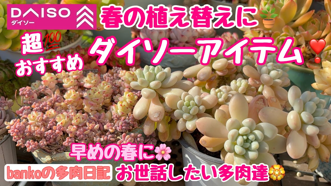 【多肉日記#365】ダイソーアイテムで💯○○○抜群🪴春の植え替えに超おすすめ❣️早めの春にお世話しておきたい多肉達🌿☀️