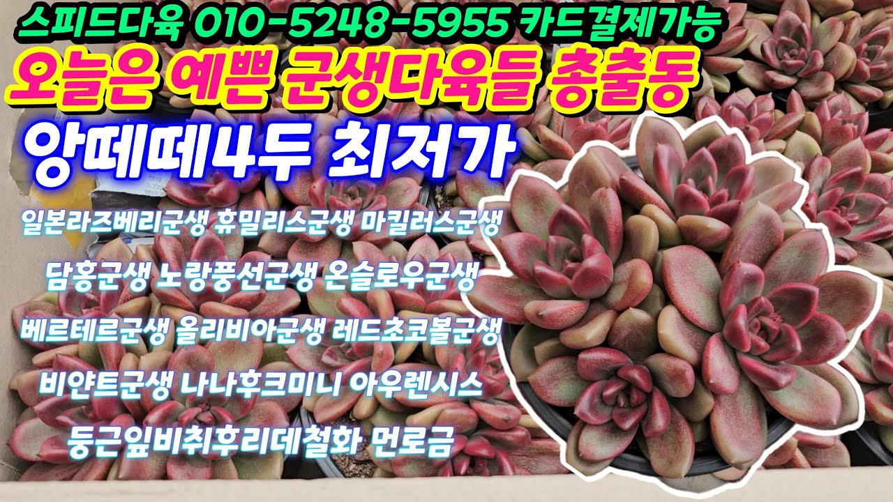 26.1.21🌹 앙떼떼4두군생부터 예쁜군생다육들 총출동🌹 스피드다육 010-5248-5955 전국택배가능 유료광고포함 