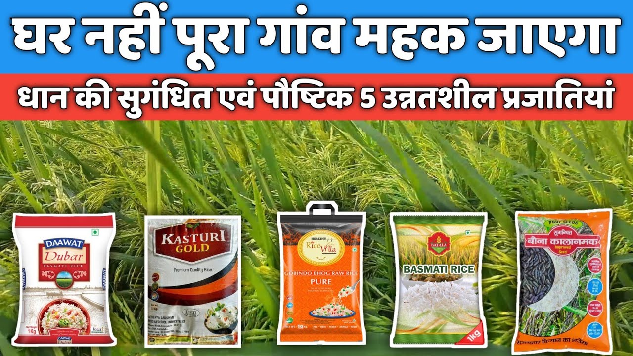 सुगंधित पौष्टिक धान की पांच किस्में // Top 5 Best Aromatic Paddy Variety in India // Dhan ki kisme