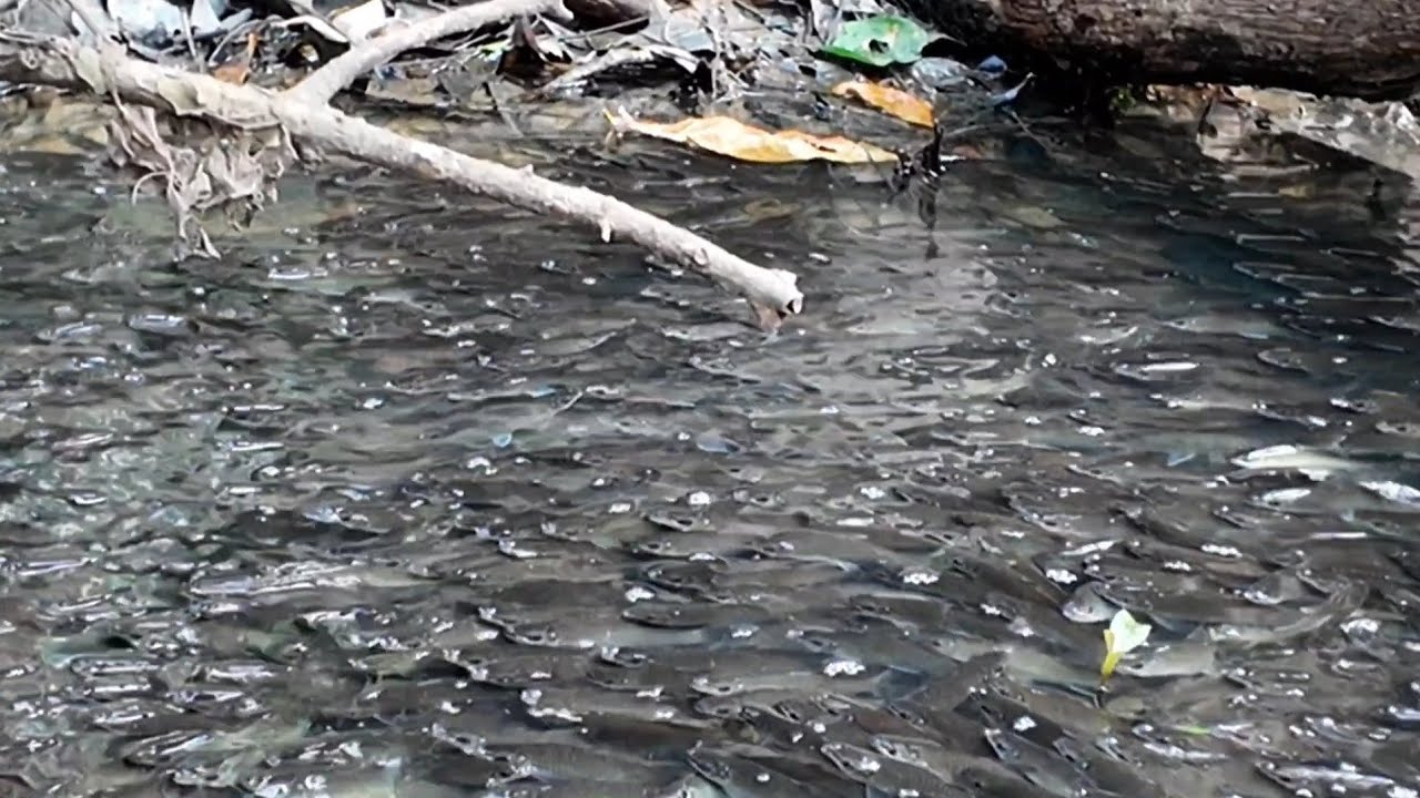 MELIHAT KAWANAN IKAN MUDIK MEMASUKI SUNGAI KECIL INI