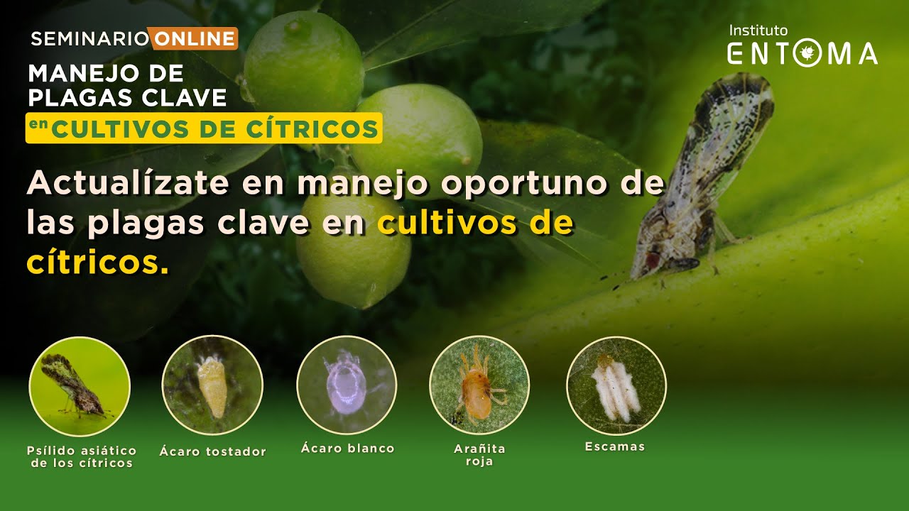 👨🏻‍🏫SEMINARIO Manejo de Plagas en Cultivos de Cítricos🍊