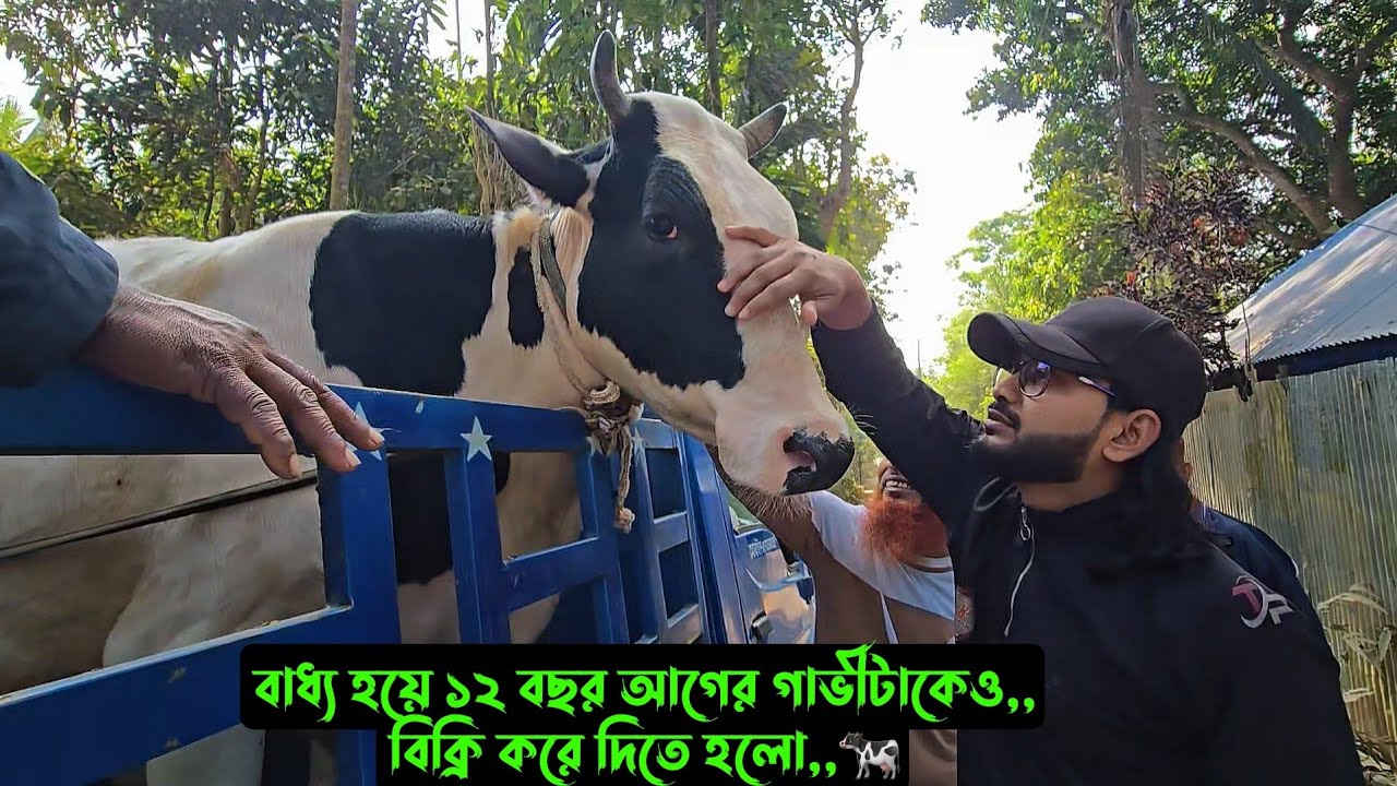 বাধ্য হয়ে ১২ বছর আগের গাভীটাকেও,, বিক্রি করে দিতে হলো,,🐄
